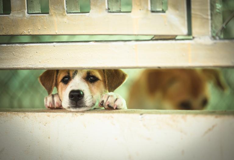 属狗男人会随便睡女人吗(真相揭秘星座并不能决定人的行为)