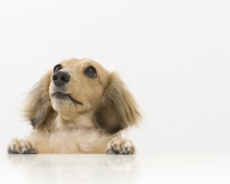 属狗射手座男人性格特点(热情开朗自由不羁)