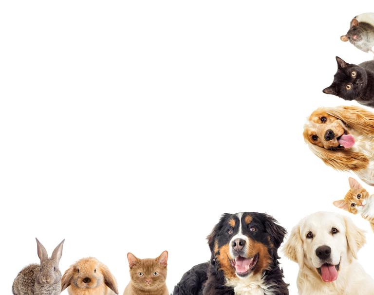 属狗射手女适合什么工作(职场发展指南)