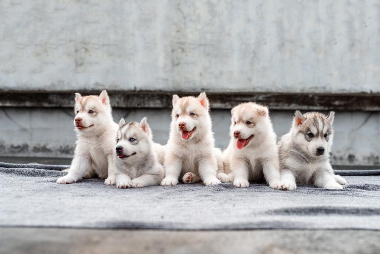 属狗男射手座的致命弱点(揭秘浪漫不足情感不稳定)