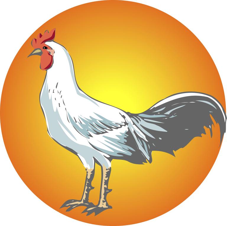 属鸡的跟属猪的能结婚吗(解密十二生肖婚配奥秘)