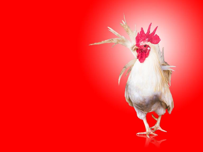 属相鸡和猪相配婚姻如何(幸福的秘诀)