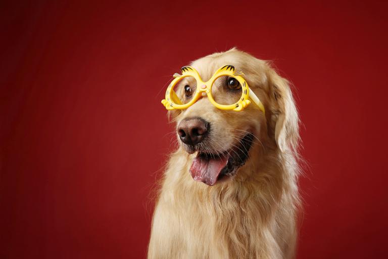 1934年属狗寿终多少(狗年人寿命长短因个体差异而异)