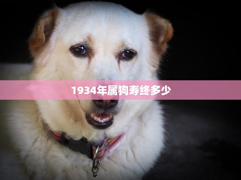 1934年属狗寿终多少(狗年人寿命长短因个体差异而异)