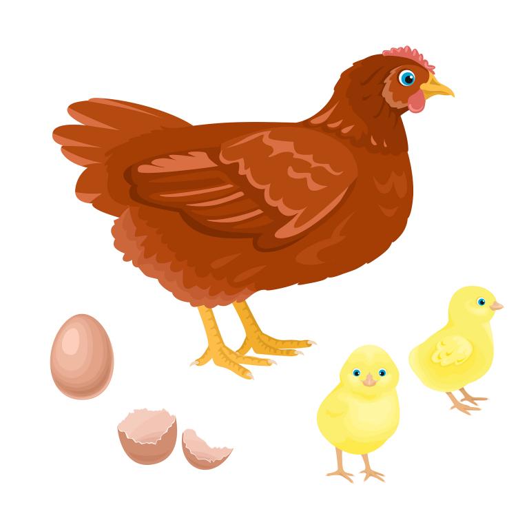 十二生肖最佳姻缘配对鸡(十二生肖中最佳的鸡的姻缘配对)