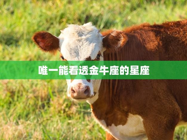 唯一能看透金牛座的星座(揭秘天蝎座的洞察力)