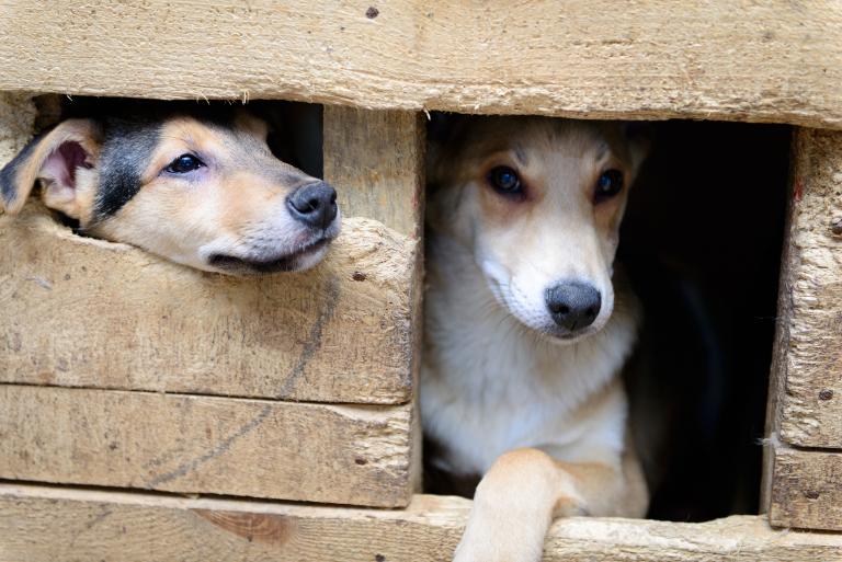 94年属狗年运势及运程(狗年旺财运事业顺利但需注意健康问题)