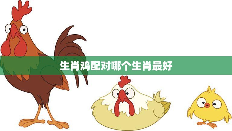 生肖鸡配对哪个生肖最好(完美配对指南)