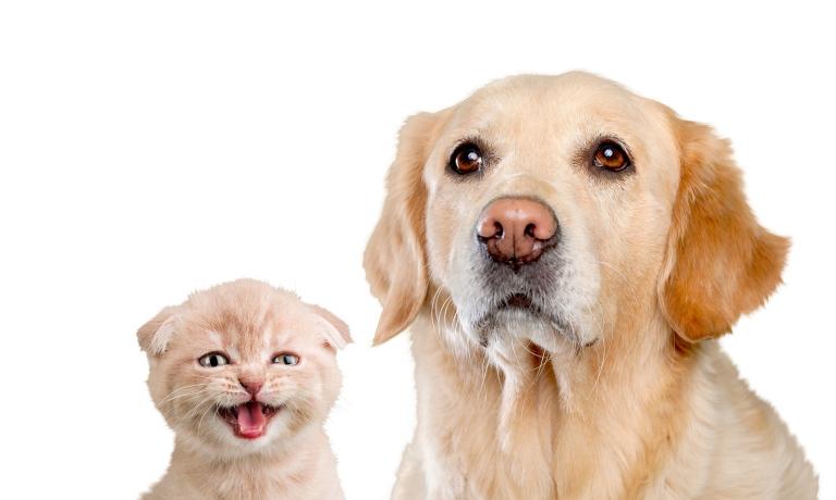 属狗2023年4月运势(事业顺利财运亨通)