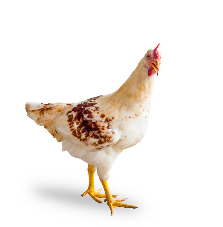 鸡的三合生肖(解析你的命运与这些生肖有关吗)