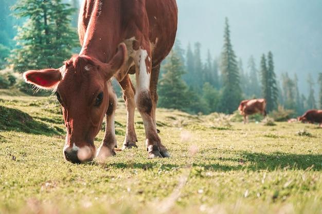 和金牛座关系不好的星座(排行榜星座冲突大揭秘)