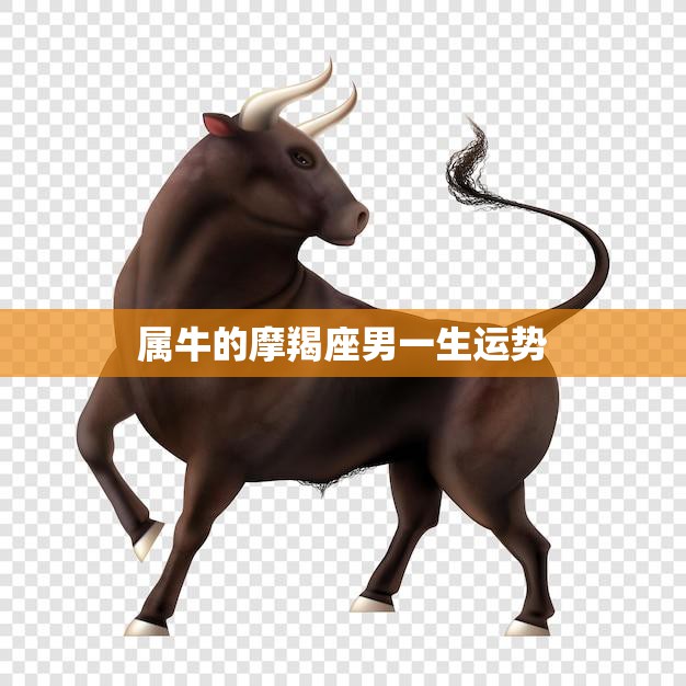 属牛的摩羯座男一生运势(牛年运势如何)