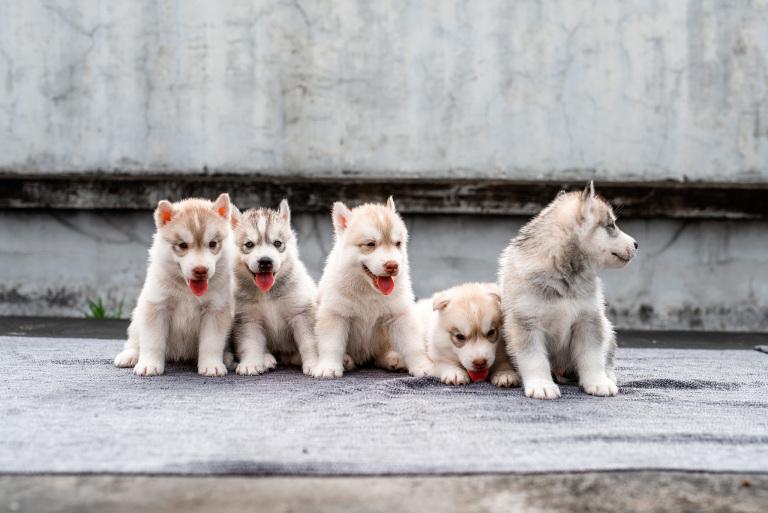 男狗配女猪的婚姻怎么样(真的可行吗)