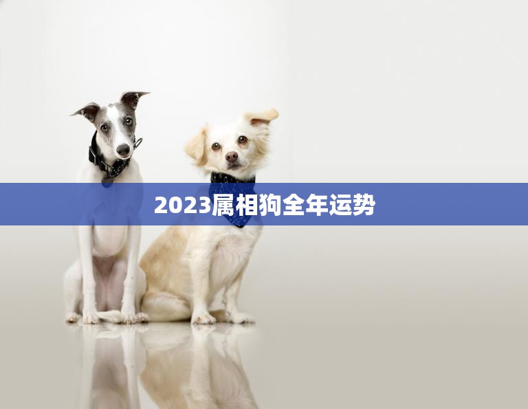 2023属相狗全年运势(狗狗们的幸运之年)