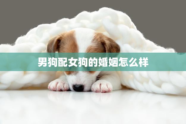 男狗配女狗的婚姻怎么样(狗狗的爱情也需要尊重和理解)