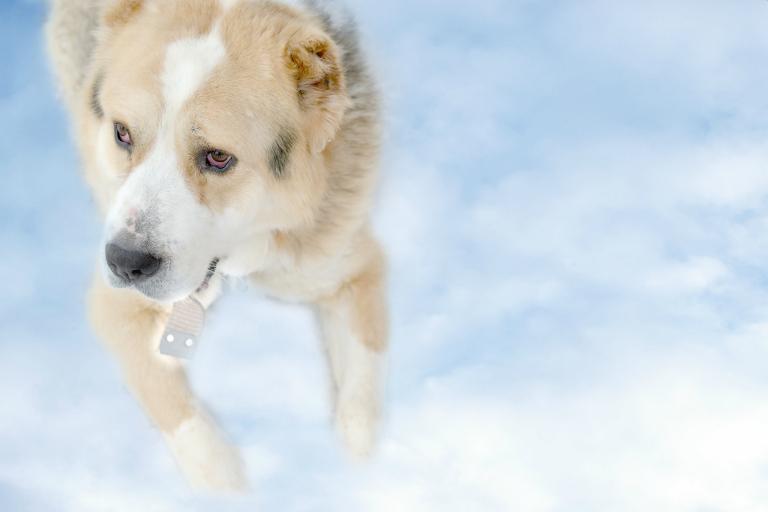 十二生肖狗最佳配对表格(狗狗们的最佳拍档)