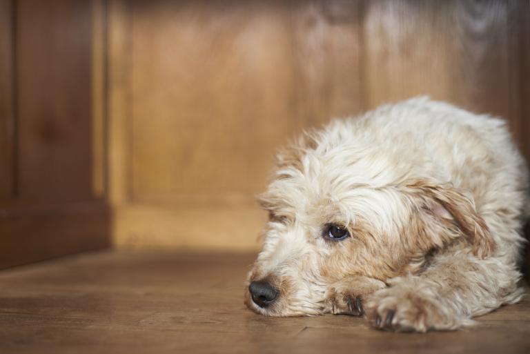 属狗男能和属猪女结婚吗(星座配对分析)