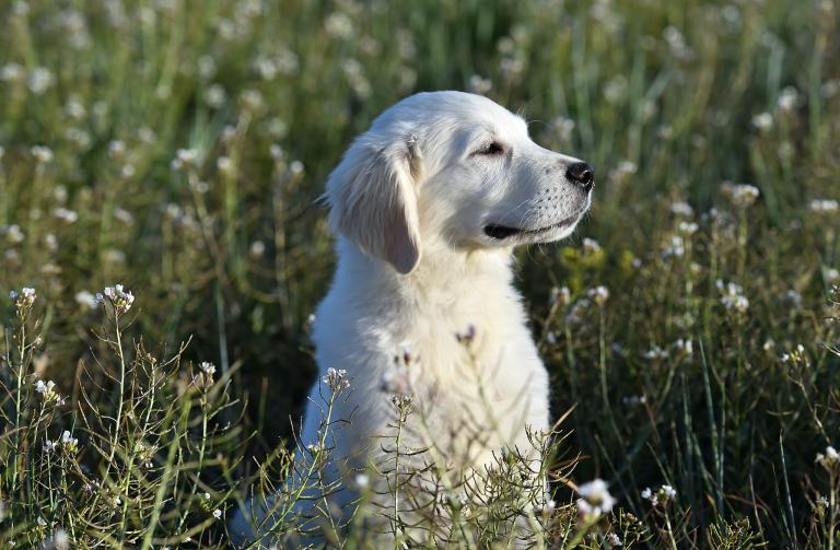 女猪男狗在一起好不好呢(探讨星座学派的看法)