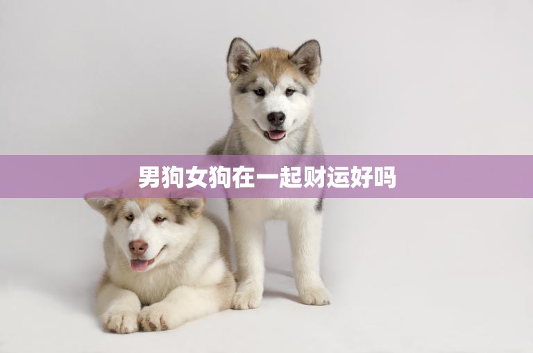男狗女狗在一起财运好吗(揭秘同属狗的恋爱奥秘)