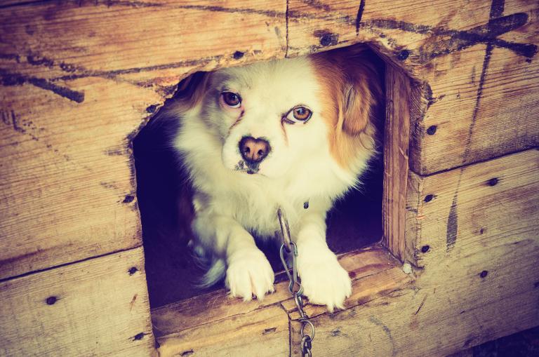 猪女狗男属相婚配好不好(解析星座专家告诉你)