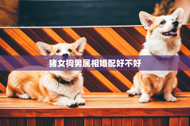猪女狗男属相婚配好不好(解析星座专家告诉你)