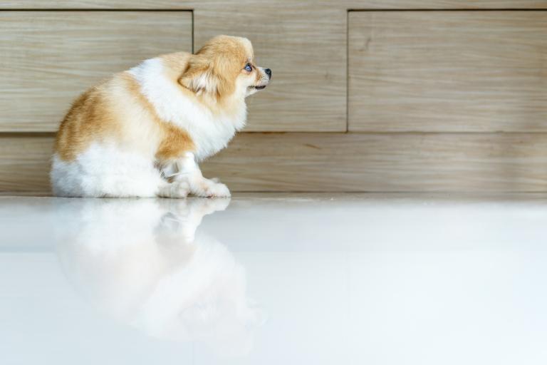 属狗和属狗的配婚怎么样(幸福还是灾难)