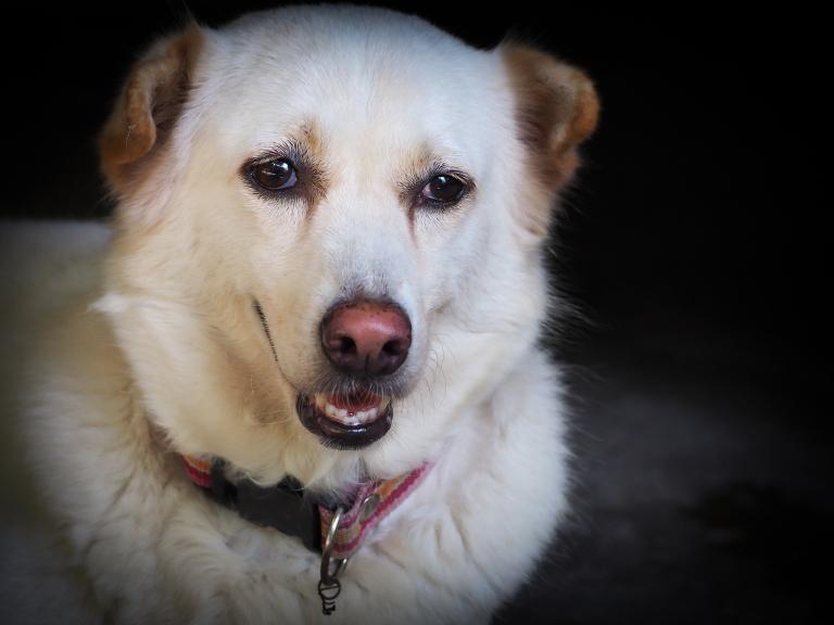 属狗和属狗的配婚怎么样(幸福还是灾难)