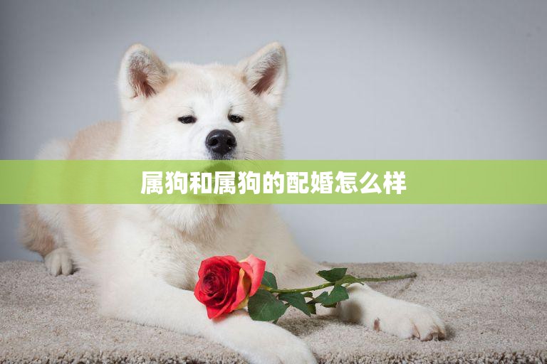 属狗和属狗的配婚怎么样(幸福还是灾难)