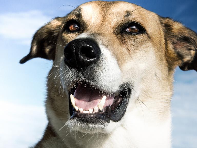 2024年属狗人的贵人(如何吸引幸运之星)