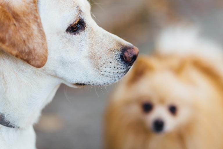 男人属狗女人属猪相配吗(星座配对大揭秘)