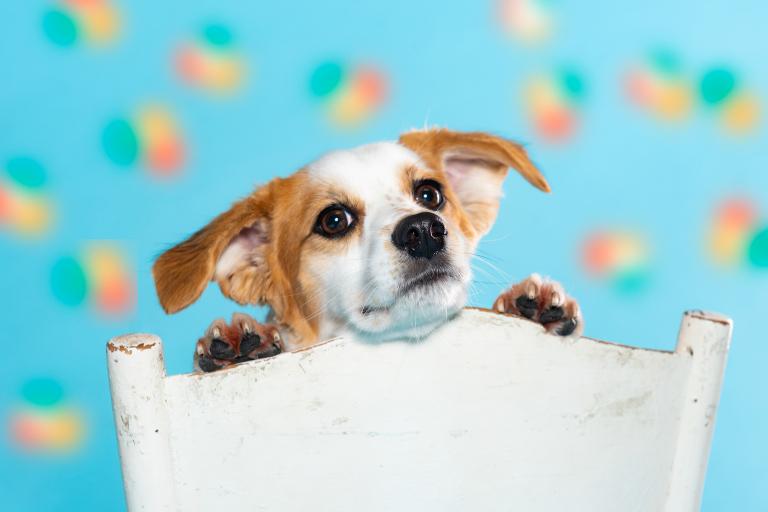 男主女狗婚姻(合适还是不合适)