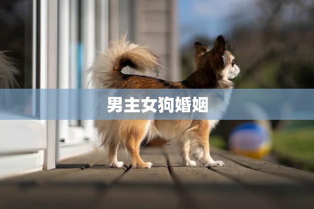 男主女狗婚姻(合适还是不合适)