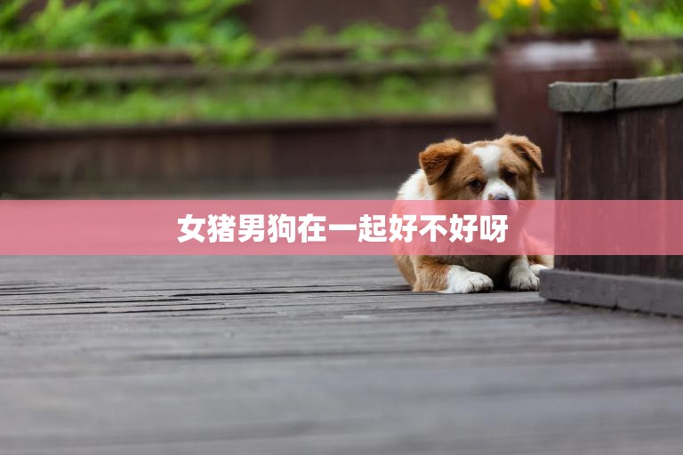 女猪男狗在一起好不好呀(探讨星座是否影响爱情)