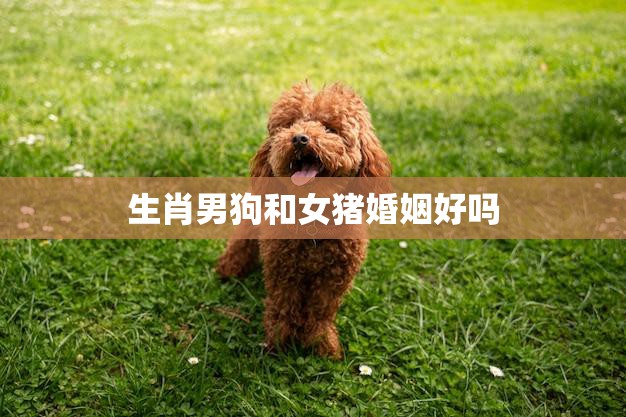 生肖男狗和女猪婚姻好吗(探讨星座和性格是否影响婚姻幸福)