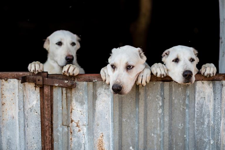 男狗配女主的婚姻怎么样(幸福还是注定悲剧)