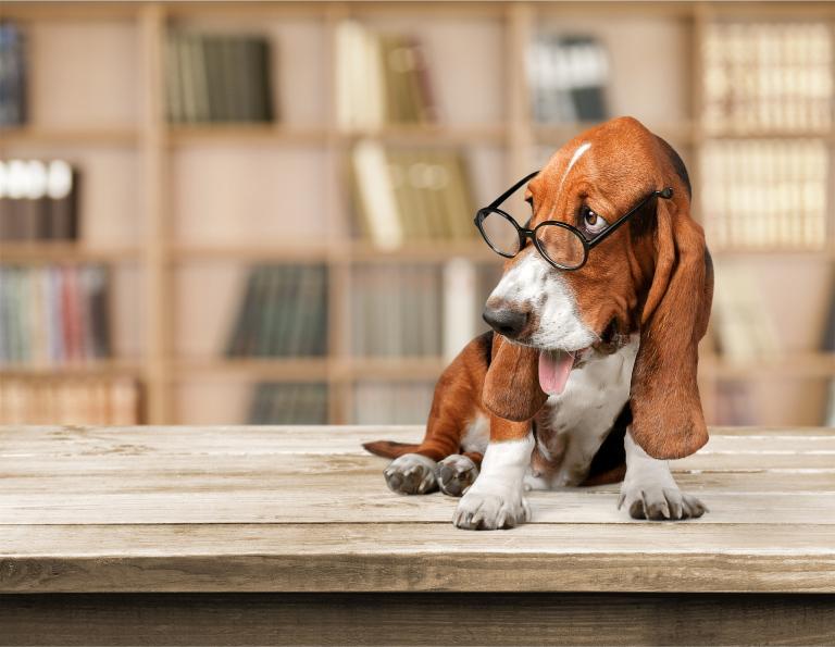 男狗配女主的婚姻怎么样(幸福还是注定悲剧)