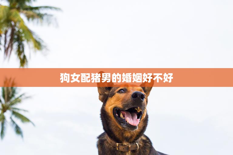 狗女配猪男的婚姻好不好(探讨星座是否影响婚姻幸福)