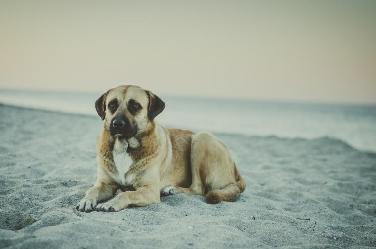 女猪男狗相配的婚姻好吗(探讨星座学传统观念的分歧)
