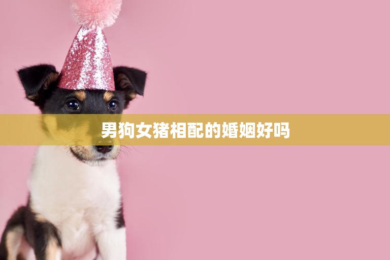 男狗女猪相配的婚姻好吗(探讨星座配对是否影响婚姻幸福)