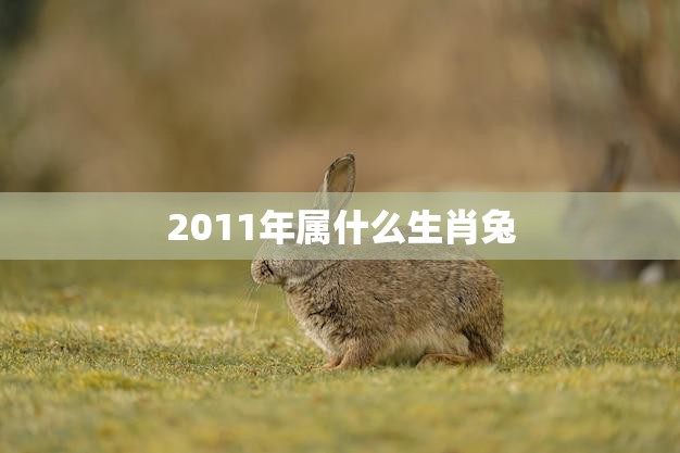 2011年属什么生肖兔(解析2011年出生的人属于哪个生肖兔)