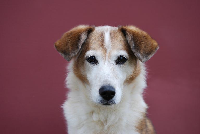 生肖猪女和生肖狗男配吗(星座配对大揭秘)