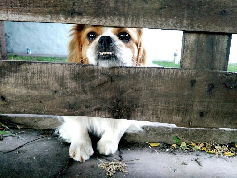 属相婚配属狗和属狗昨样(如何避免婚姻危机)