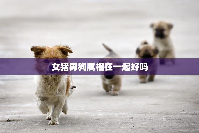 女猪男狗属相在一起好吗(解析相性、性格、命运)