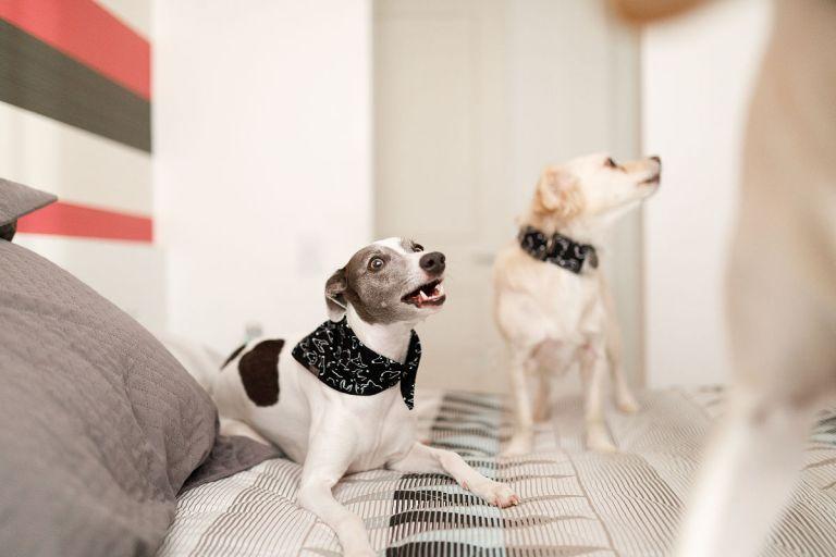 94年属狗可以带貔貅吗(解析属狗人带貔貅的禁忌)