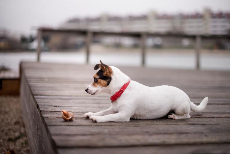 属狗人一辈子的克星是谁(揭秘狗年出生者的宿敌)
