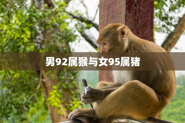 男92属猴与女95属猪(星座配对分析)
