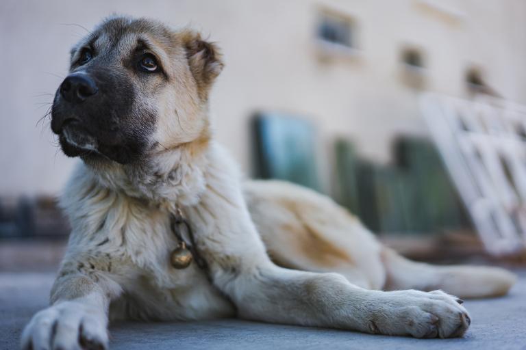 属狗女82年的婚姻状况(幸福还是波折不断)