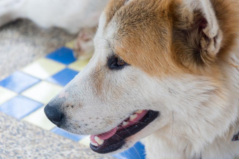 狗相冲相克的生肖是什么(揭秘十二生肖中的冲克关系)