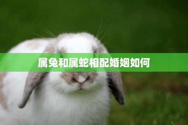 属兔和属蛇相配婚姻如何(解析属相配对的优劣势)