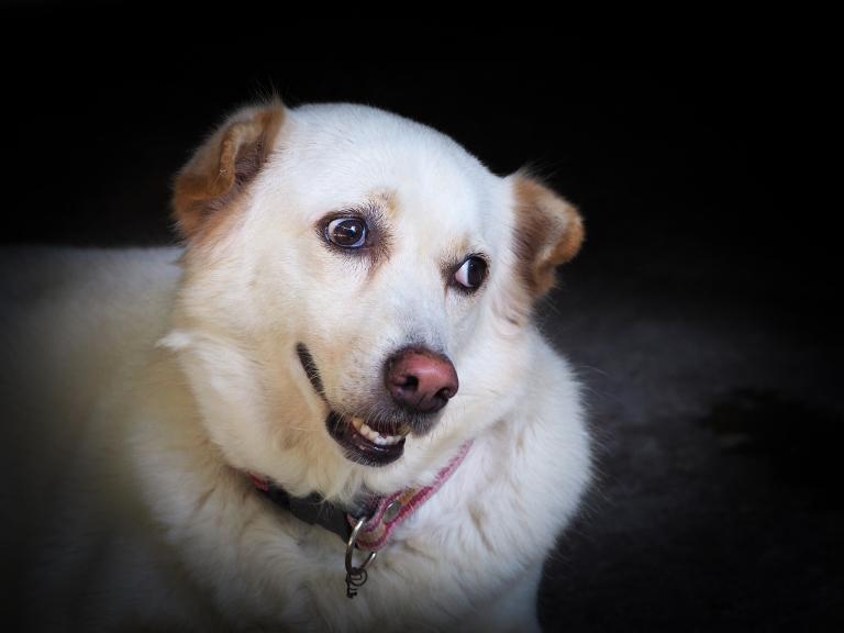 属狗人配带什么吉祥物好(选对吉祥物幸福指日可待)